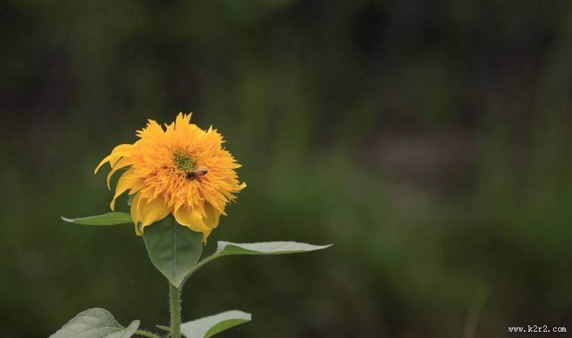 向日葵图片大全