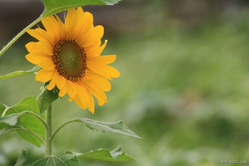 向日葵图片大全