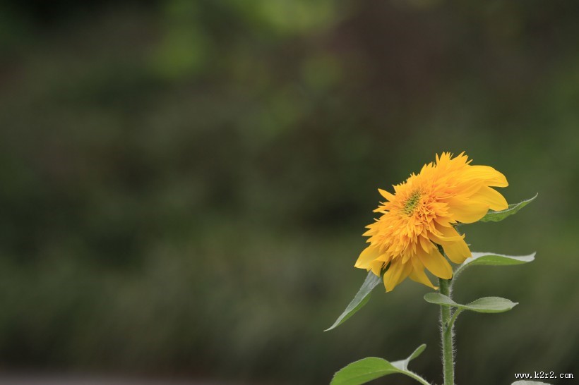 向日葵图片大全