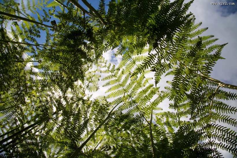 蕨类植物图片