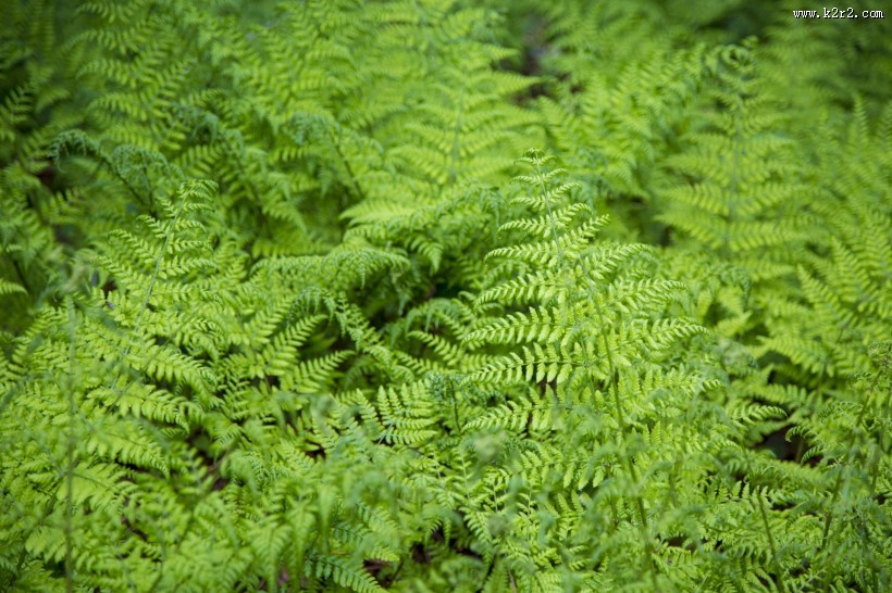 蕨类植物图片