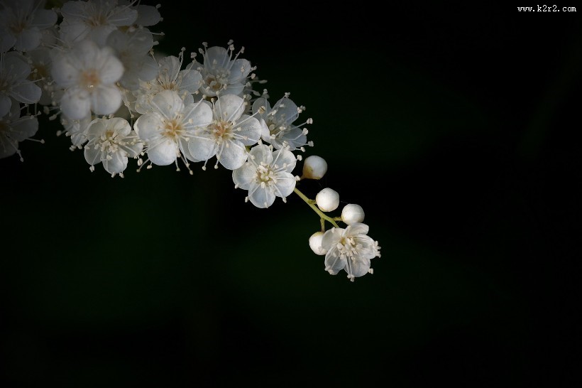白色的珍珠梅图片大全