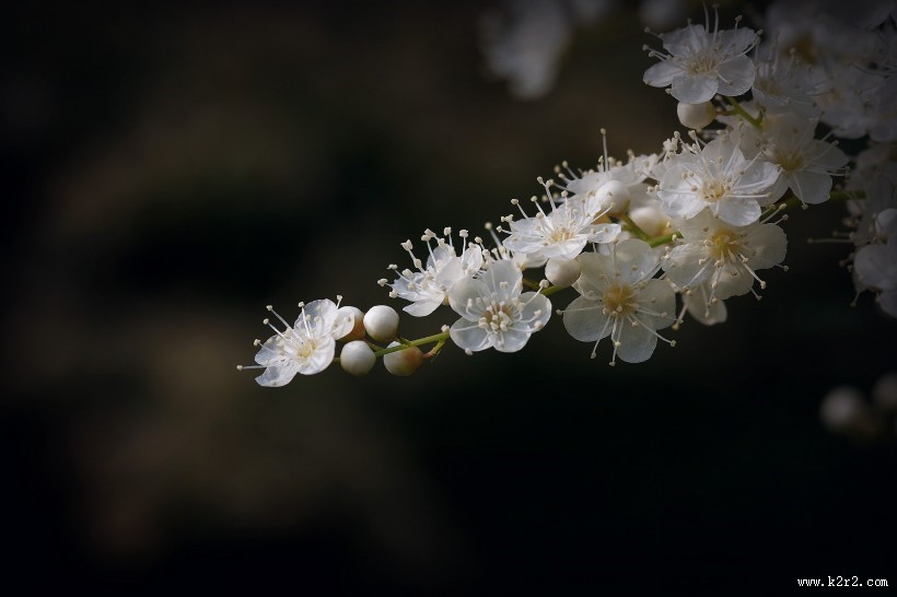 白色的珍珠梅图片大全