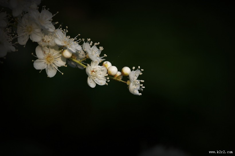 白色的珍珠梅图片大全