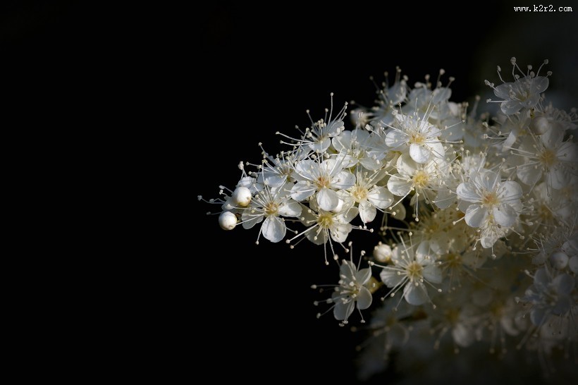 白色的珍珠梅图片大全