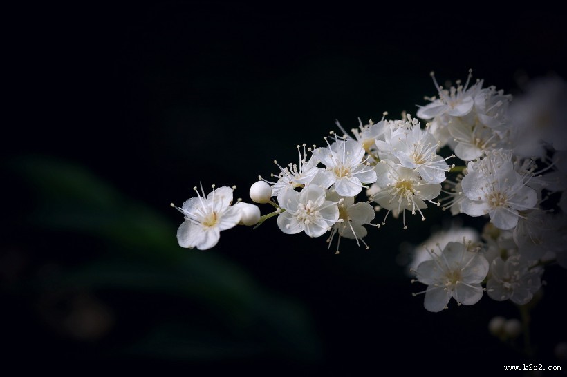 白色的珍珠梅图片大全