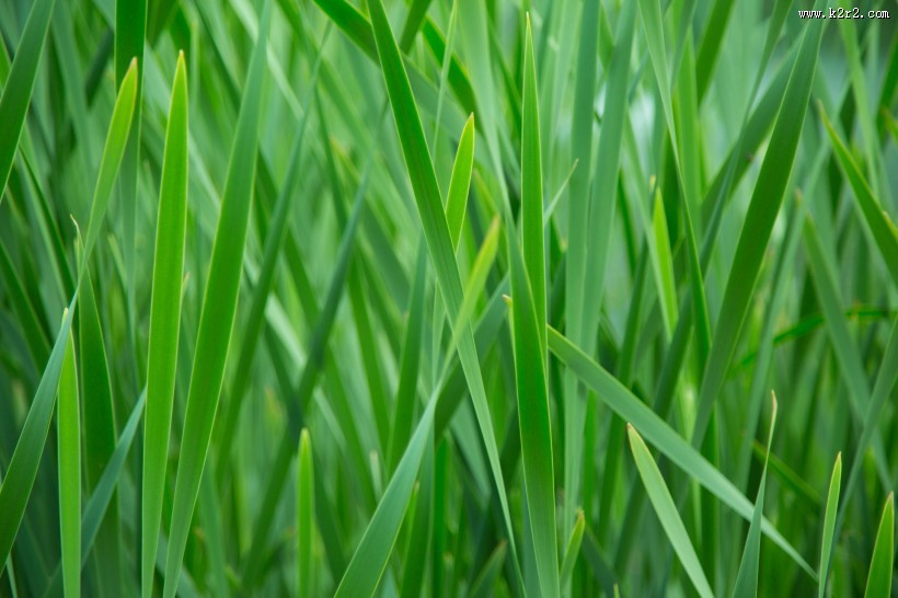 草地图片大全
