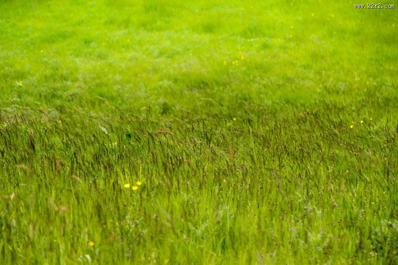 草地图片大全