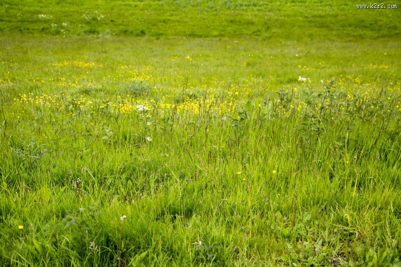 草地图片大全
