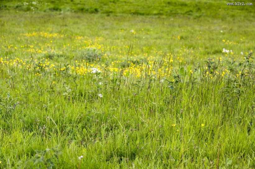 草地图片大全