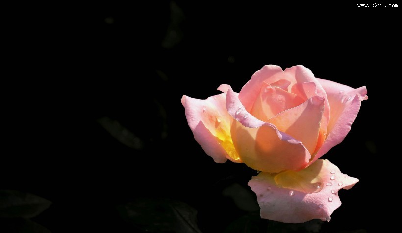 月季花图片大全