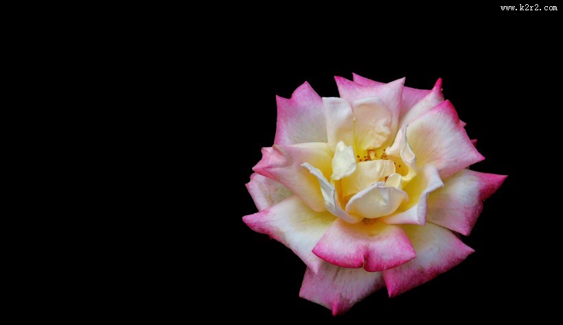 月季花图片大全