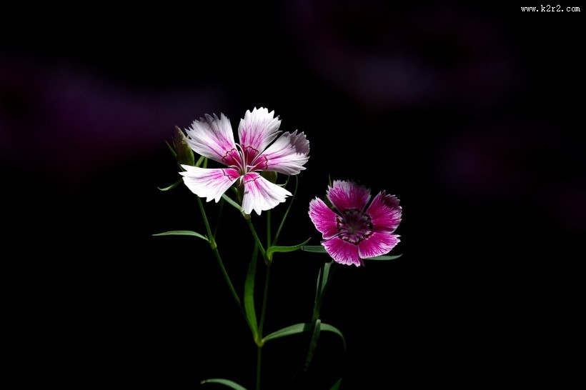 石竹花图片大全