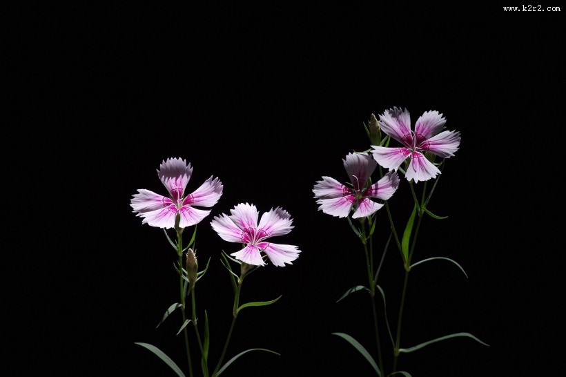 石竹花图片大全