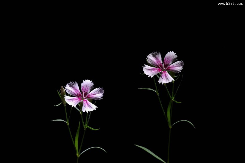 石竹花图片大全