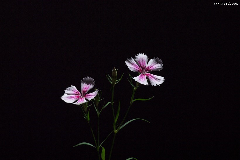 石竹花图片大全