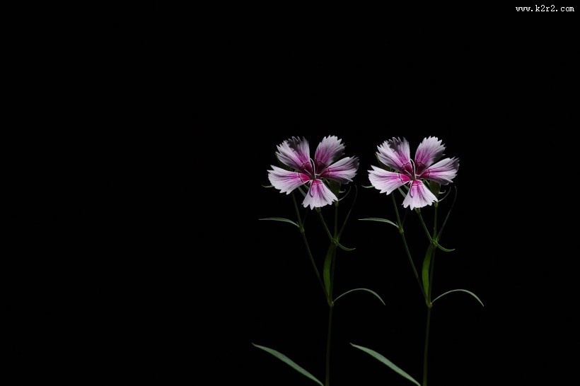 石竹花图片大全