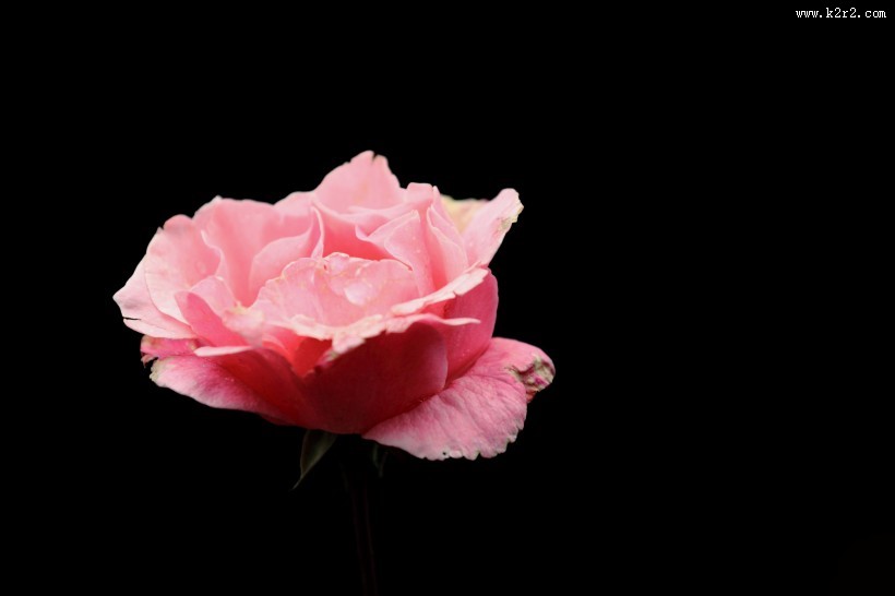 月季花图片大全