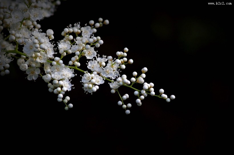 珍珠梅图片大全