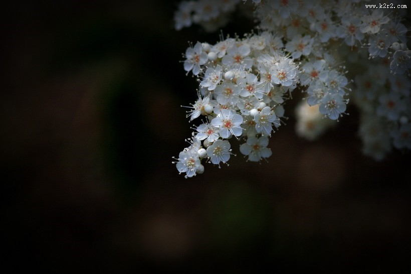 珍珠梅图片大全