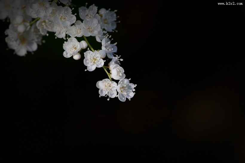 珍珠梅图片大全