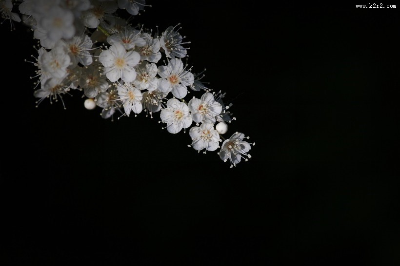 珍珠梅图片大全