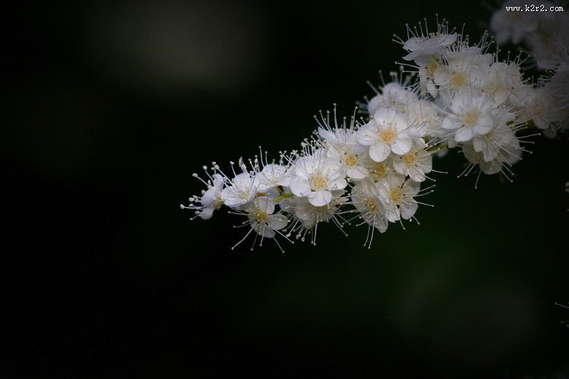 珍珠梅图片大全