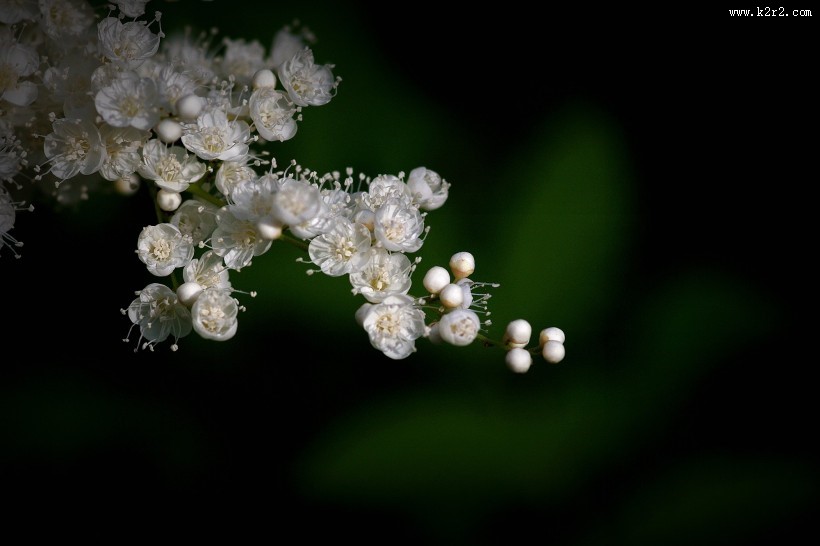 珍珠梅图片大全