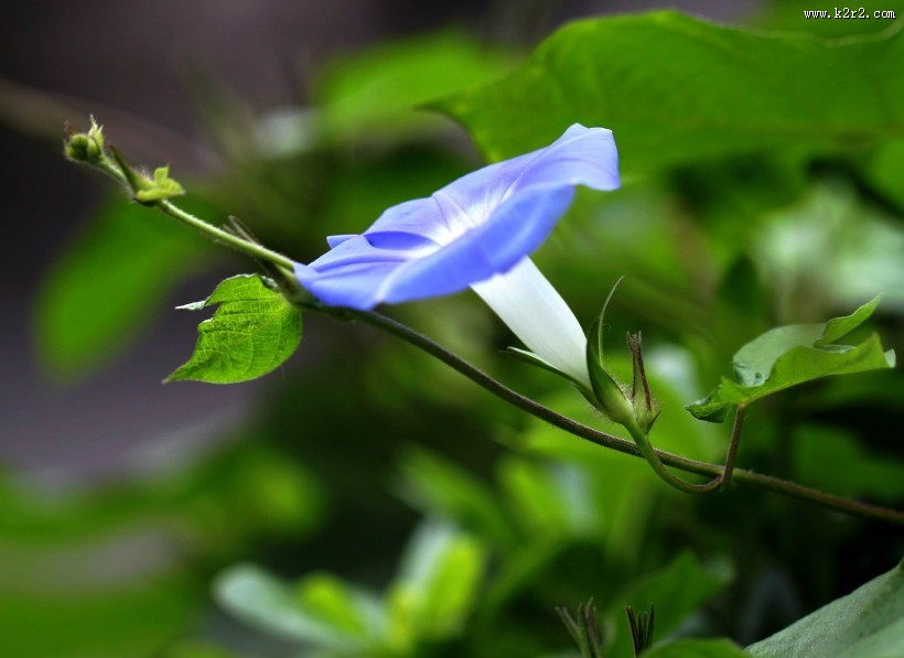 牵牛花图片大全