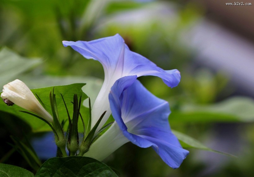 牵牛花图片大全
