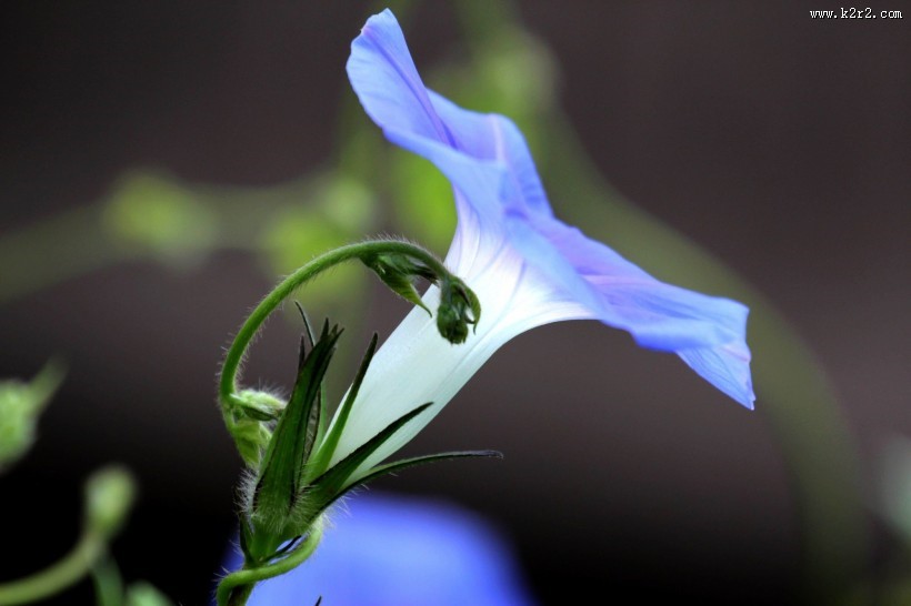 牵牛花图片大全