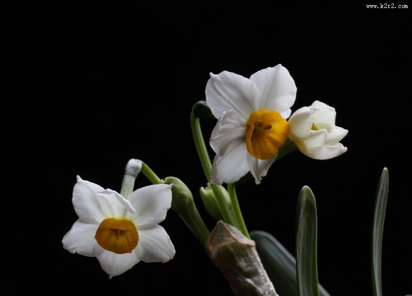 水仙花图片大全
