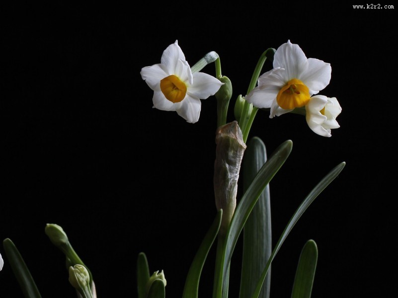 水仙花图片大全