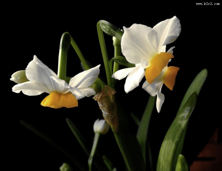 水仙花图片大全