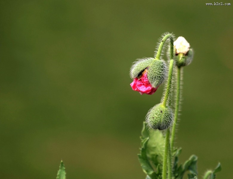 虞美人图片大全