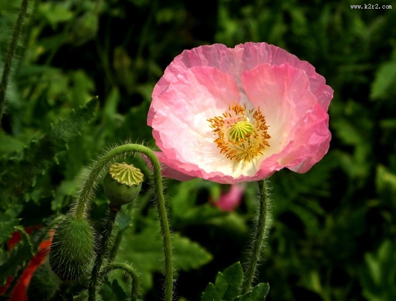 虞美人图片大全