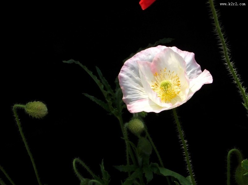 虞美人图片大全