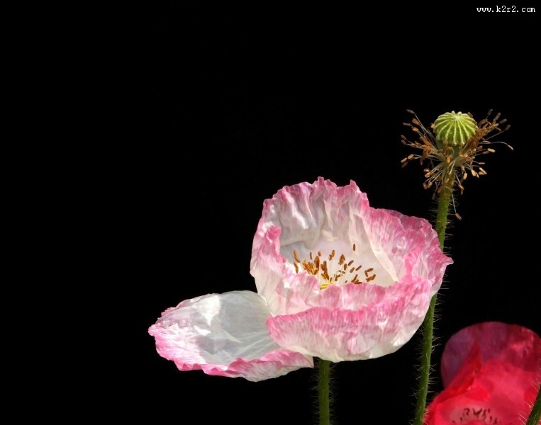 虞美人图片大全