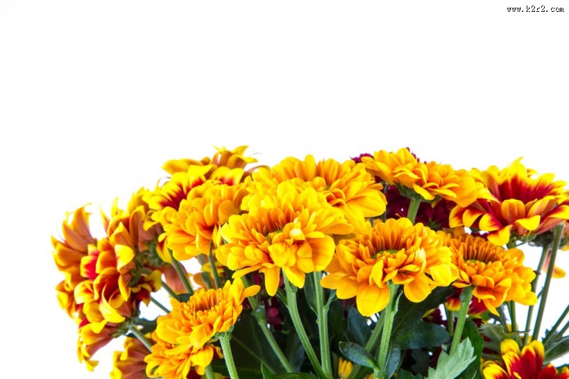 鲜艳美丽的菊花图片