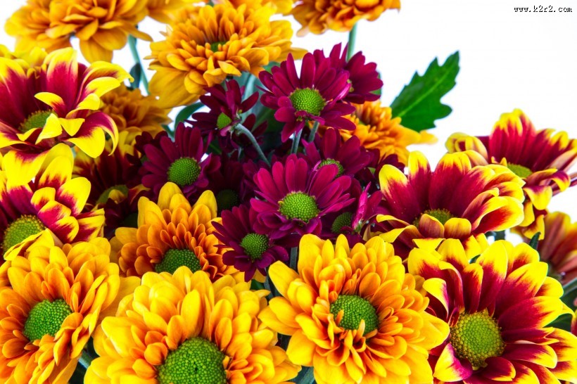 鲜艳美丽的菊花图片