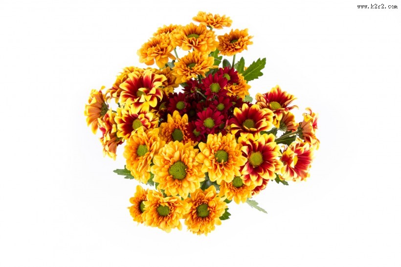 鲜艳美丽的菊花图片