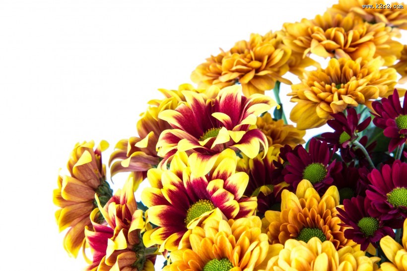 鲜艳美丽的菊花图片