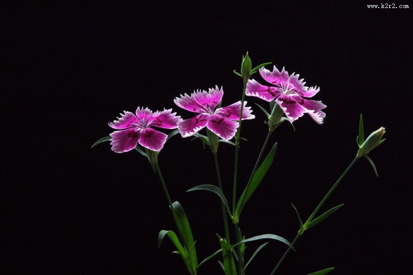 石竹花图片第6张