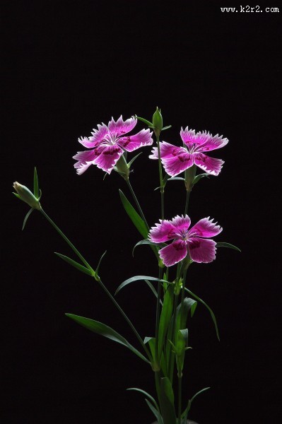 石竹花图片