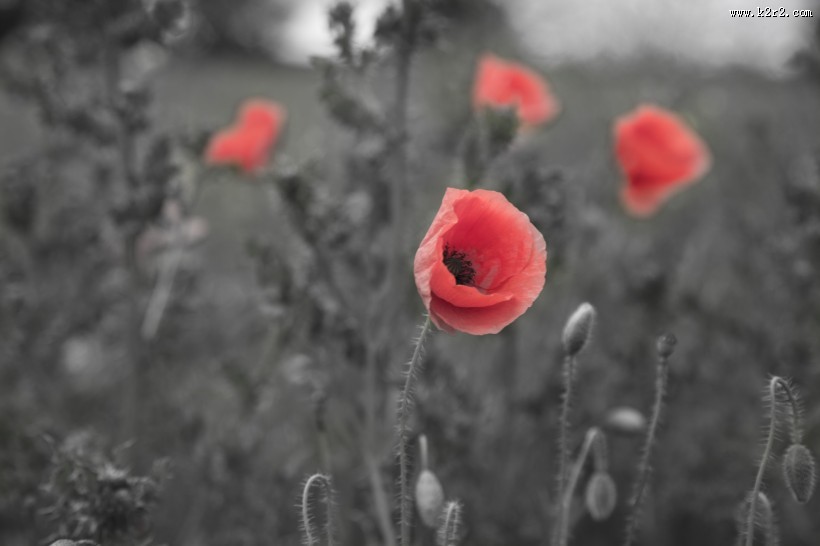 唯美的罂粟花图片大全