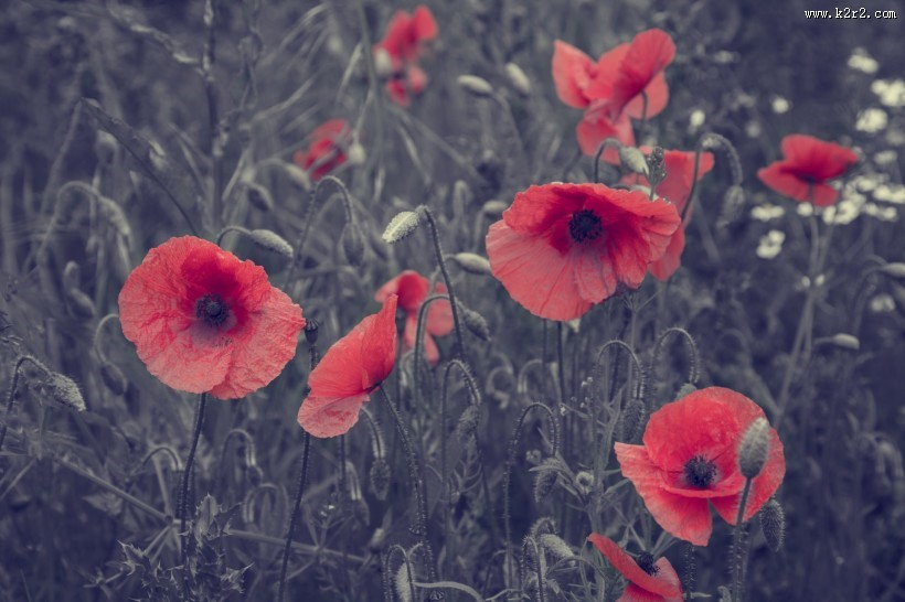 唯美的罂粟花图片大全
