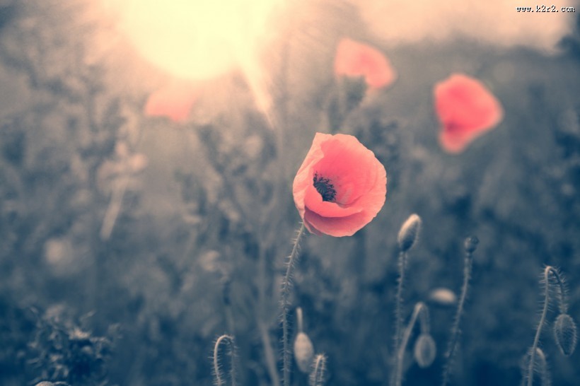 唯美的罂粟花图片大全