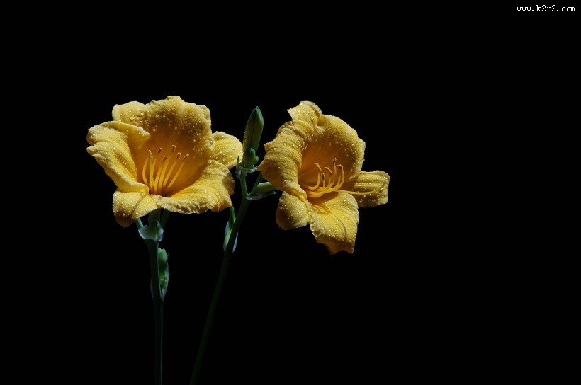 金娃娃萱草图片