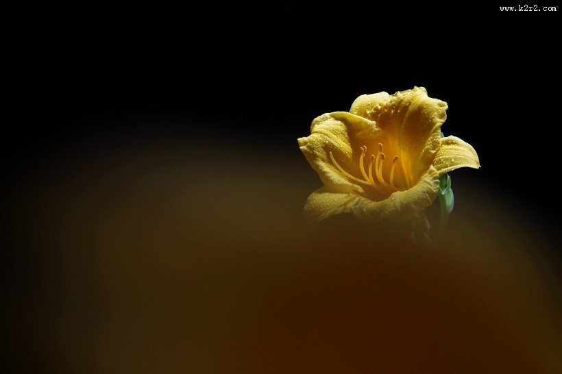 金娃娃萱草图片