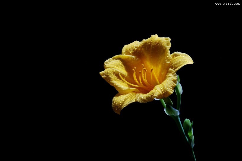 金娃娃萱草图片